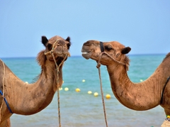 unsplash-camel